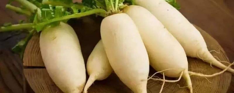 楼房怎样储存大萝卜 楼房怎么储存大萝卜