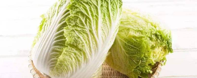 大量储存白菜方法（家庭长久储存白菜方法）