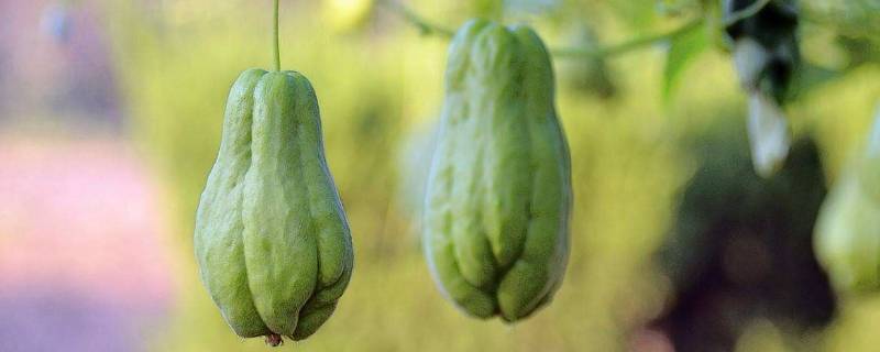 佛手瓜绿色好还是白色好（佛手瓜绿色能吃吗）