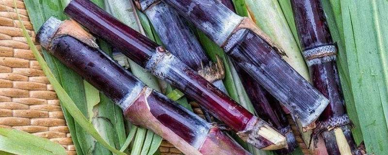 甘蔗外面红了还能吃吗 甘蔗外面有点红了还能吃吗
