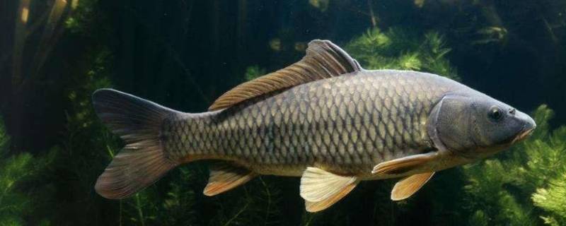 淡水鱼的寿命一般多少年 一般淡水鱼类寿命