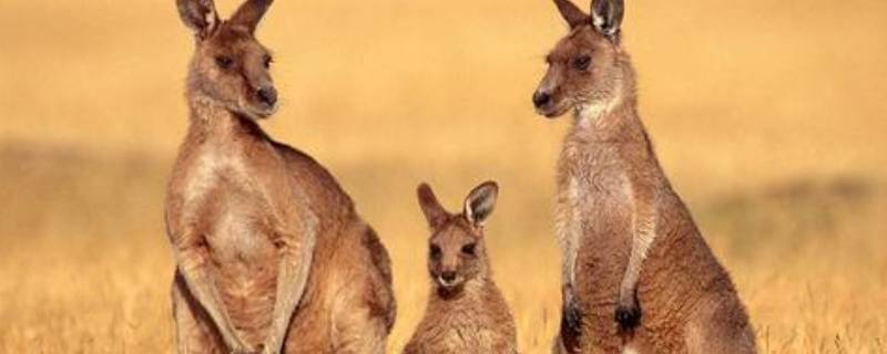 袋鼠可以通过尾巴干啥 袋鼠可以通过尾巴干啥去找它