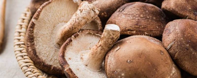 香菇坏了是什么样子的 香菇怎么判断是不是坏了
