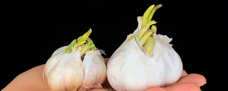 蒜头发芽了还能吃吗 蒜头发芽了还能吃吗 知乎