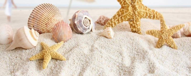 贝壳属于什么类 贝壳属于什么类型动物