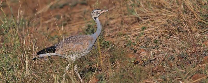 鸨为什么没有雄鸟（为什么叫鸨子）