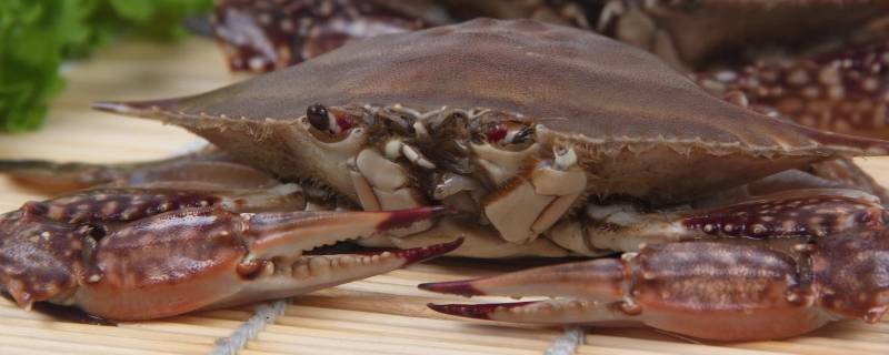 梭子蟹和桃子能一起吃吗 梭子蟹和桃子能一起吃吗宝宝