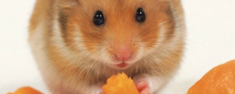 老鼠在吊顶上怎样去除 叫一次灭鼠公司多少钱