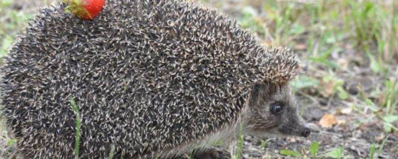 刺猬的寿命 刺猬的寿命是多少年