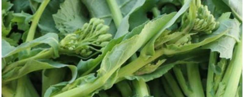 油菜苔怎么炒好吃（油菜苔怎么炒好吃又简单的做法视频）