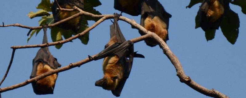 蝙蝠是什么类的动物(蝙蝠打死了会报复吗)