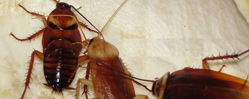 怎样灭蟑螂最有效的方法 灭蟑螂的专业公司上门