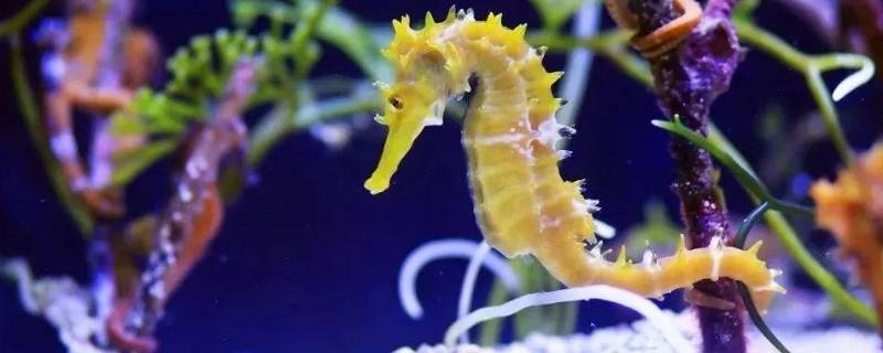 海马是哪类动物 海马是哪类动物?无脊椎