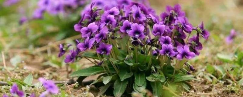 紫色土壤是怎么形成的（紫色土成因）