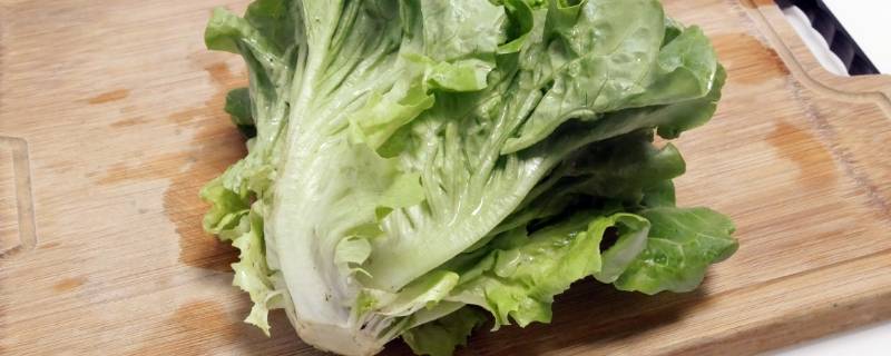 玻璃菜是什么菜 玻璃菜又叫什么