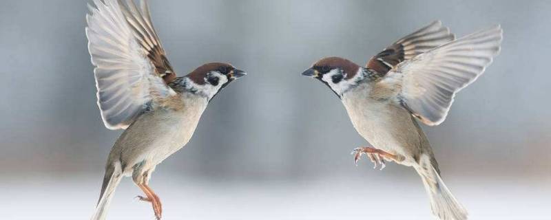 麻雀属于几级保护动物（麻雀属于几级保护动物类）