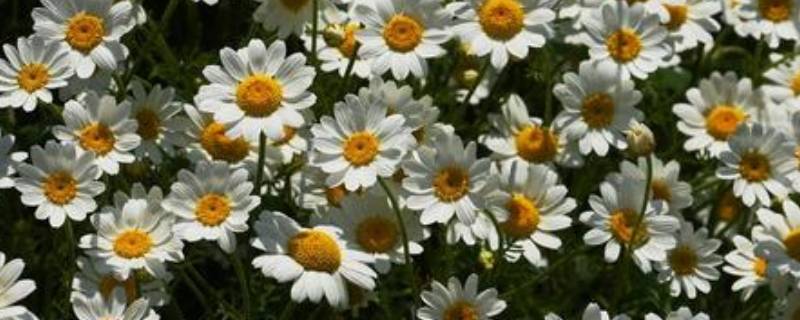甘菊花与菊花的区别（甘菊花与菊花的区别在哪里）