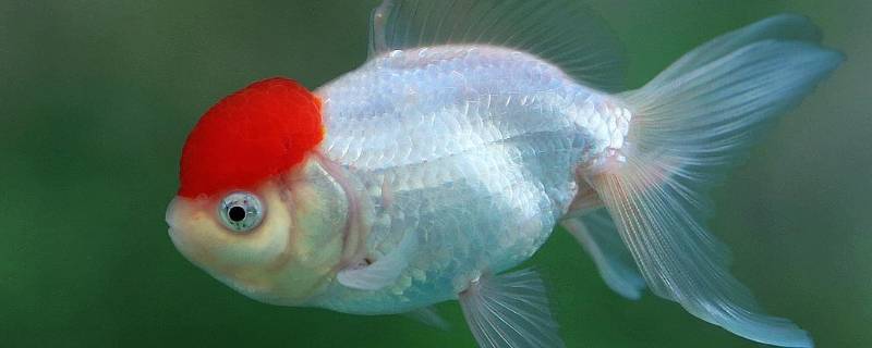 世界上有什么鱼 世界上有什么鱼100种