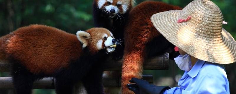 小熊猫是几级保护动物（大熊猫是几级保护动物）