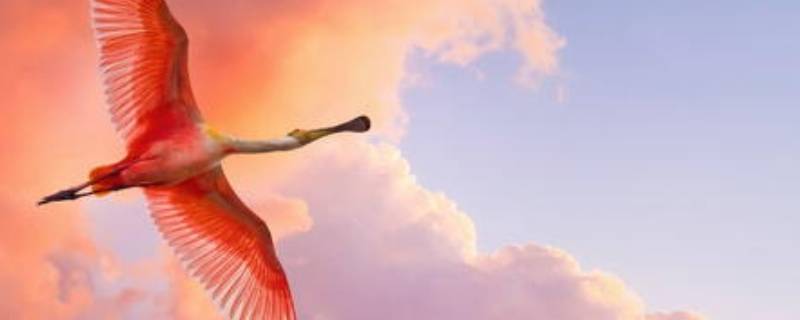 粉红色火烈鸟什么寓意（粉红色火烈鸟什么寓意和象征）