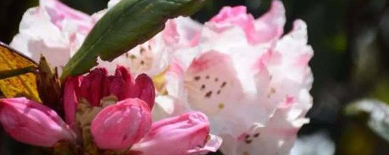 索玛花在哪个地方 索玛花是哪里