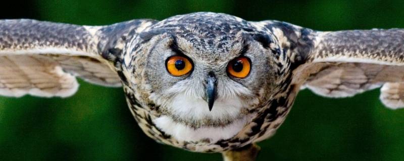 猫头鹰冬眠吗（猫头鹰冬眠吗冬天冬眠吗）