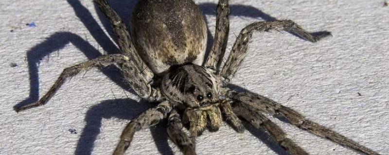 八条腿的动物有哪些 什么动物最吓人