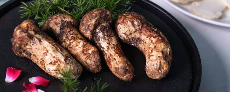 松茸生长在什么地方（松茸生长在什么地方?需要什么条件?）