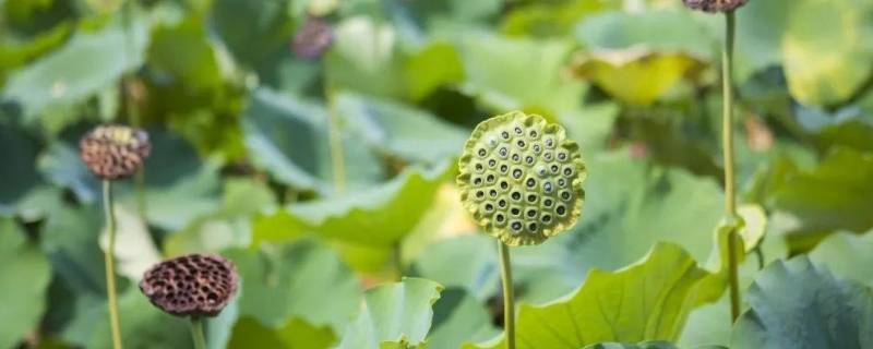 送人莲蓬的寓意是什么（莲蓬饰品的寓意）