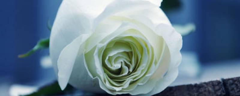 白的颜色有什么白（白的颜色种类）