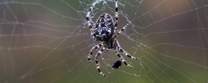 蜘蛛从哪里吐丝出来 蜘蛛从哪里吐丝出来织网的