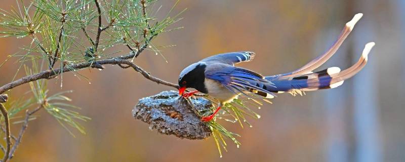 保护鸟的宣传标语有哪些（保护鸟的宣传标语有什么）