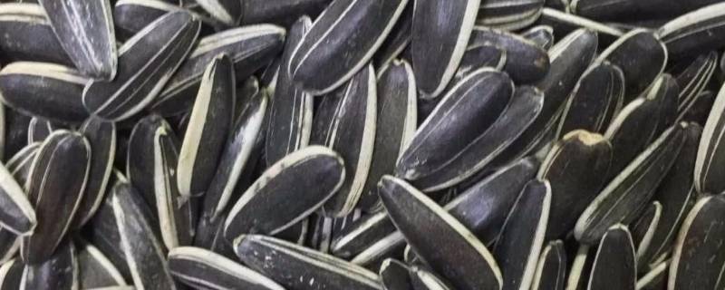 如何判断瓜子是否有滑石粉（如何判断瓜子变质）