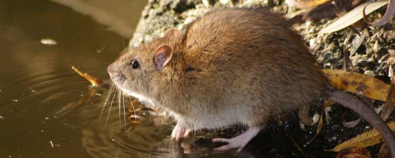 学生宿舍怎么驱赶老鼠（宿舍如何驱老鼠）
