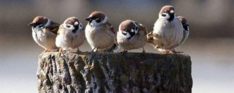 麻雀寿命自然有多长 麻雀寿命是多久