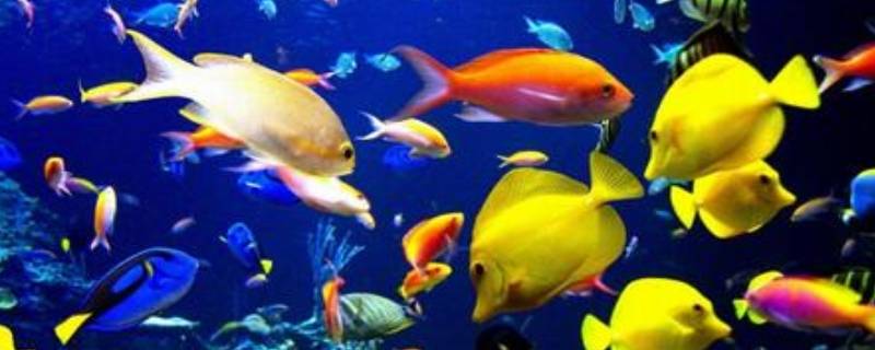 海底有什么鱼 海底有什么生物