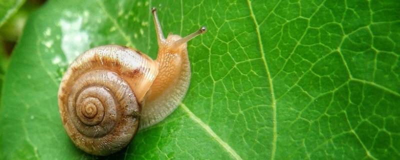 小蜗牛的特点（蜗牛的特征四大特征）