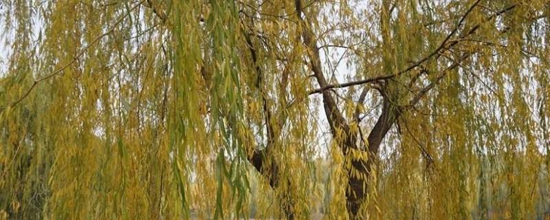 金丝柳柳是什么（金丝柳柳是什么功效）