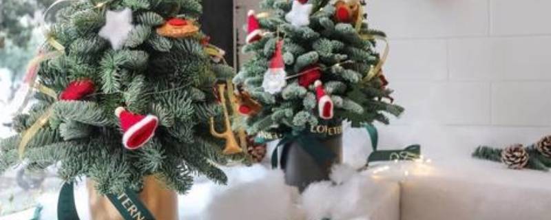 诺贝松的寓意 诺贝松是什么植物