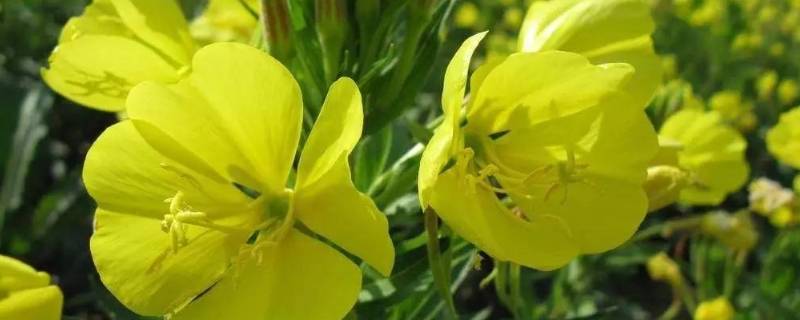 含黄花草油酸的食物有哪些 含黄花草油酸类食物有哪些?