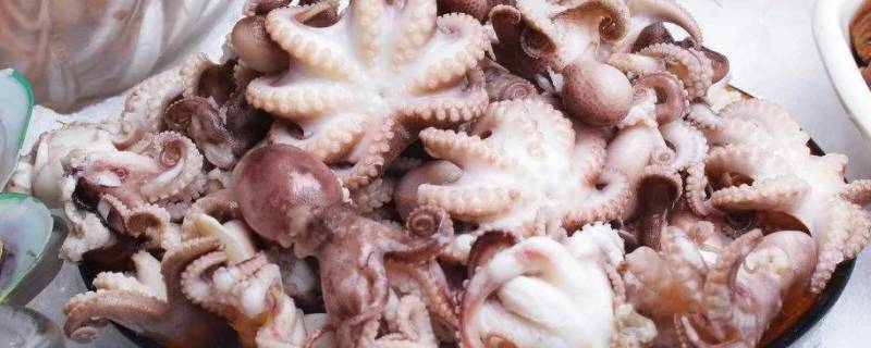 八爪鱼的内脏不清理可以吃吗 八爪鱼不去内脏