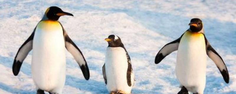 冬天不出来活动的动物有哪些 冬天不出来活动的生肖