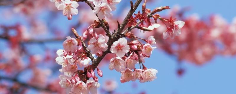 暮春是几月份（暮春是几月份公历）