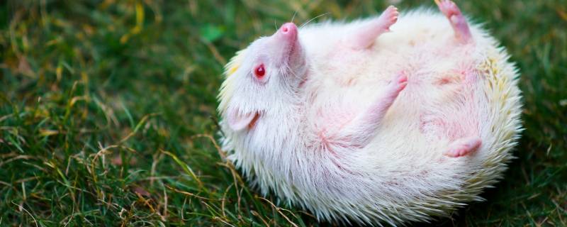 刺猬的刺有什么作用（刺猬的刺有什么作用的短视频）