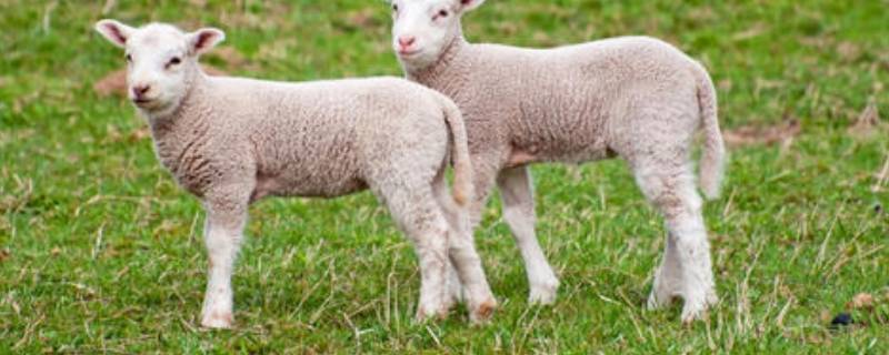 小羊的脚印像什么形状（小羊的脚印像什么形状呢）