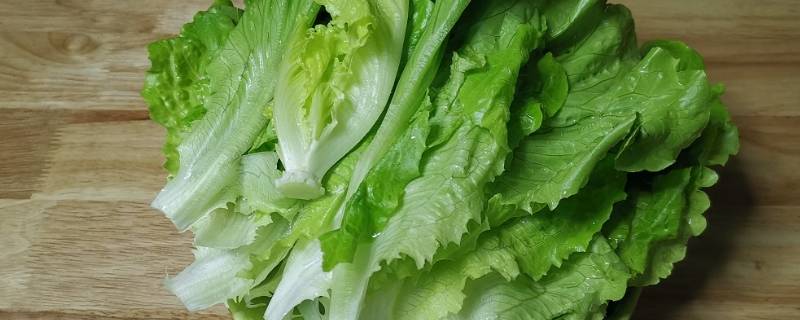 生菜种子需要泡水吗（生菜种子需要泡水吗视频）