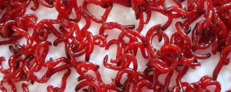 红虫如何保存一个月 红虫如何保存活跃性好