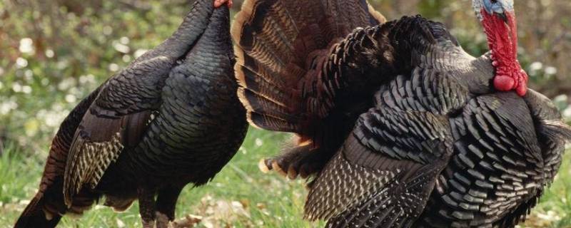 火鸟是什么鸟（火鸟是什么鸟类）