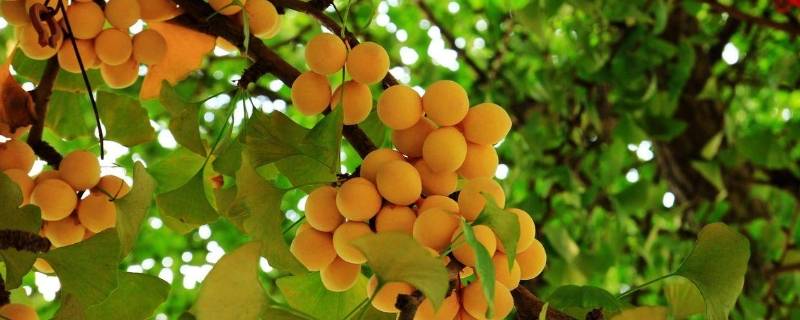 中国的国树 中国的国树为什么是银杏