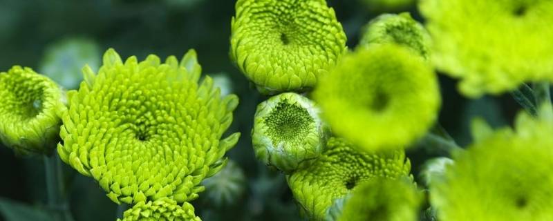 绿菊花的花语和寓意 家里千万不能放雏菊